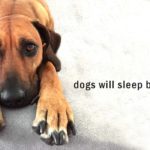 joodog  – BEDS & GOODS FOR PETS
